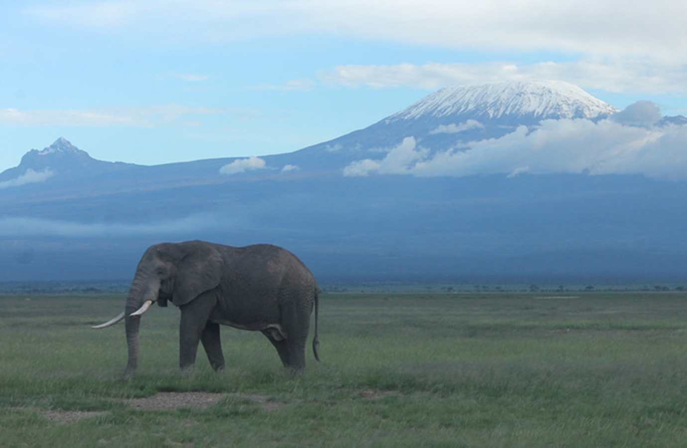 Op Avontuur met Olifanten: Een Onvergetelijke Beleving van Intiem Contact met de Kudde Olifanten in Kenia